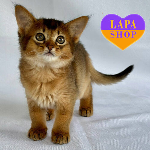 Роскошная кошечка породы сомали в шубке дикого окраса Xena