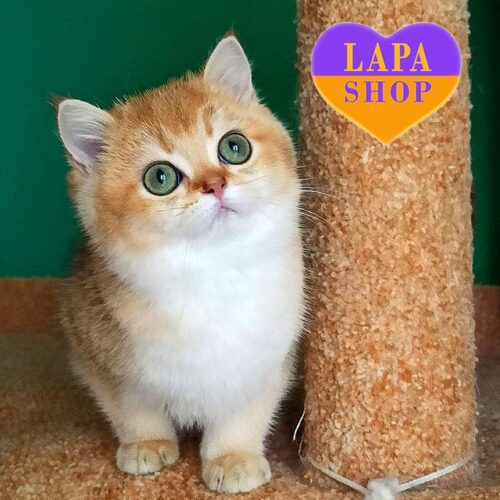 Ксана — милая британская кошечка драгоценного золотого окраса