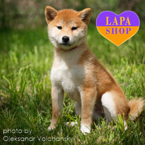 Xiao Ying — настоящая красавица породы шиба-ину рыжего окраса