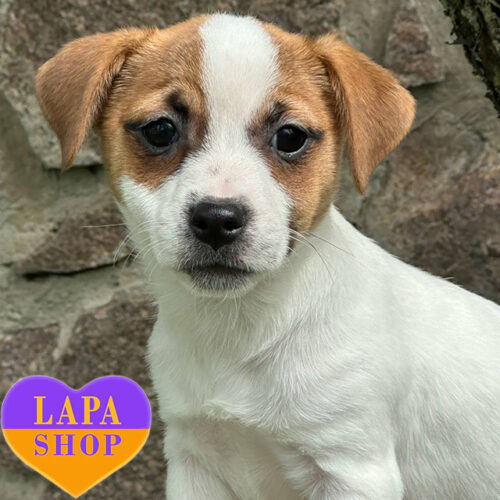 Yagda — White and Red Jack Russell Terrier Girl