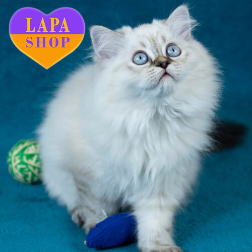 Yamotto — Stunning Highland Straight Cat With an Eye-Catching Coat