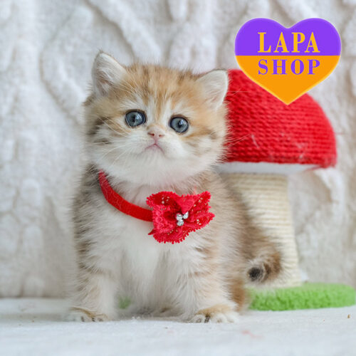 Очаровательная британская кошечка драгоценной золотистой окраски Yara