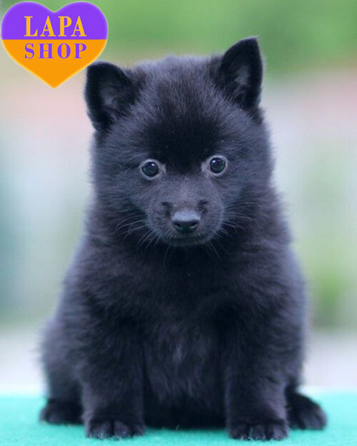 шипперке чорного забарвлення