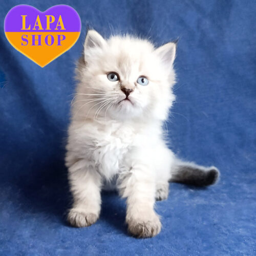 Yasmina – милая сибирская кошечка