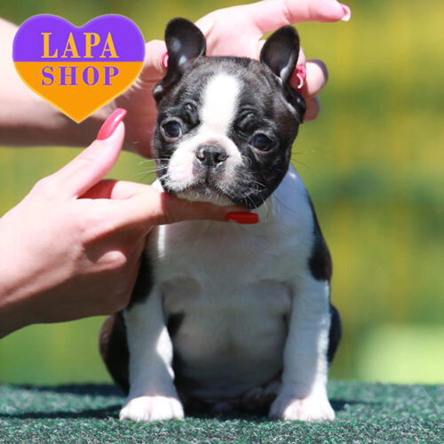 Милий хлопчик породи бостон тер'єр Yegor