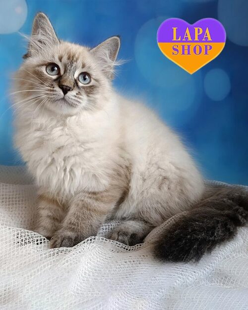 сіл пойнтова сибірська кішка