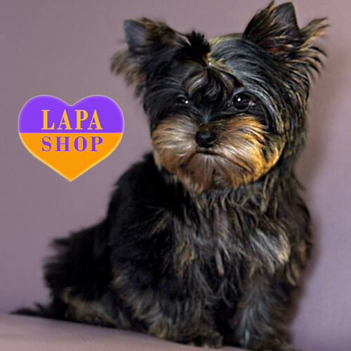 Мини-мальчик породы йоркширский терьер элегантного окраса