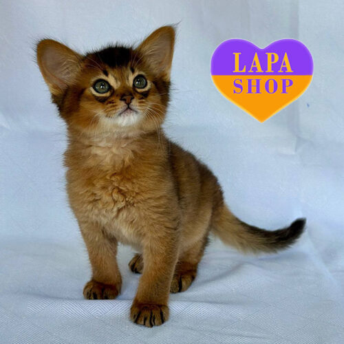 Милый котенок породы сомали Yumi