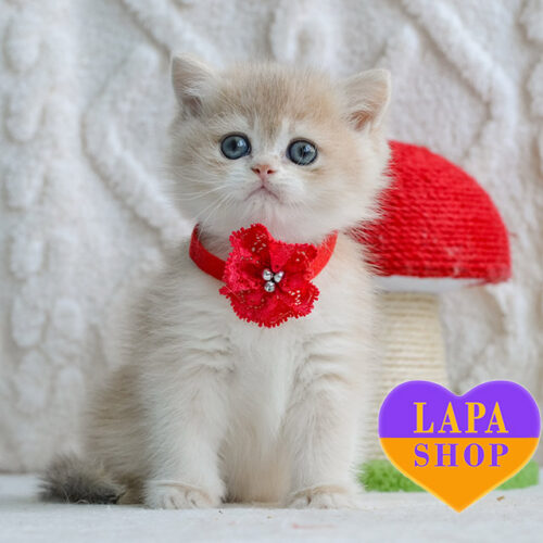 Yuna - британская леди голубого окраса