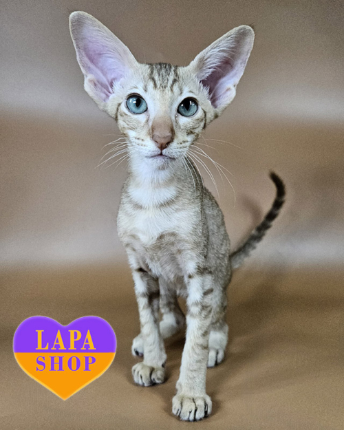 шоколадний плямистий орієнтал