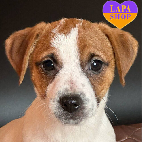 Зак — очаровательный мальчик породы джек-рассел-терьер бело-рыжего окраса