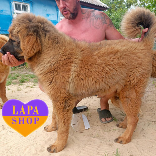 Zendaya – величественная леди породы тибетский мастиф рыжего окраса