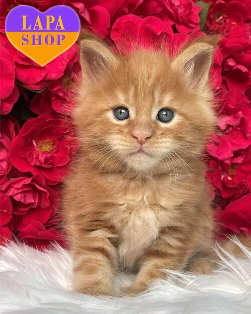 marble red Maine Coon <br>