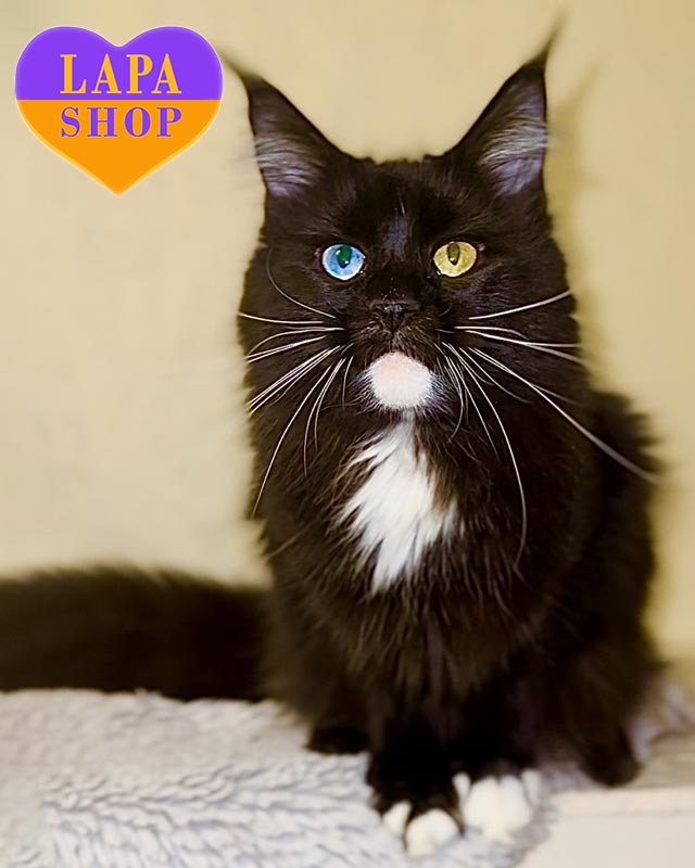 разноглазая кошка мейн-кун