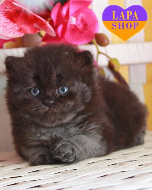 чорная британка