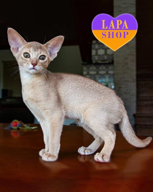 абиссинская фавн кошка