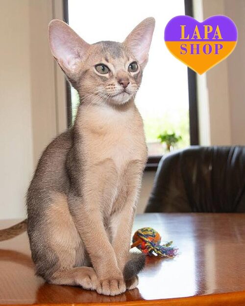 голубой абиссинец