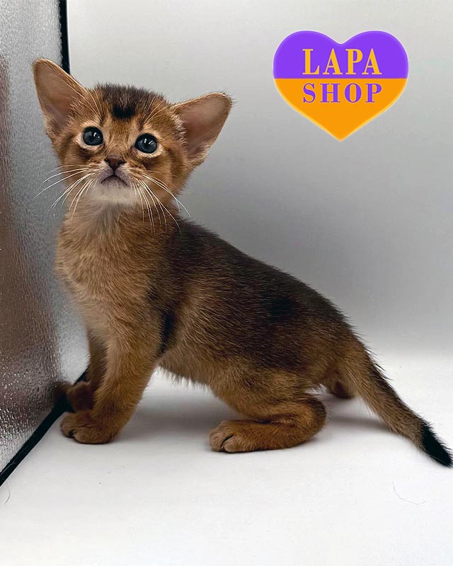 ruddy Abyssinian kitty