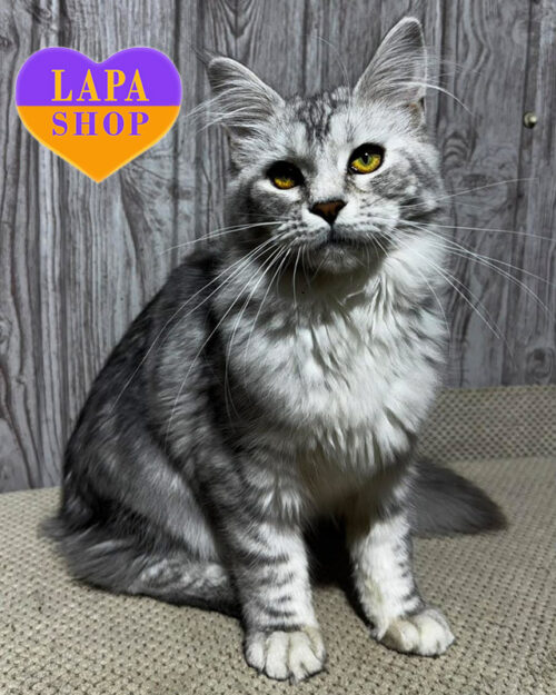 чорний сріблястий мейн-кун