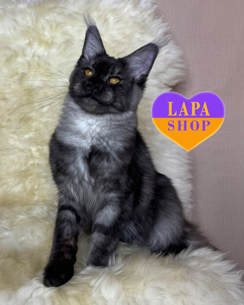 black silver Maine Coon