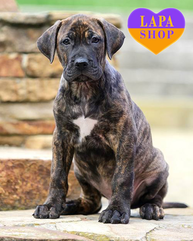 канарський дог тигрового забарвлення