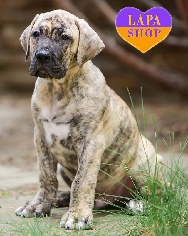 канарський дог тигрового забарвлення