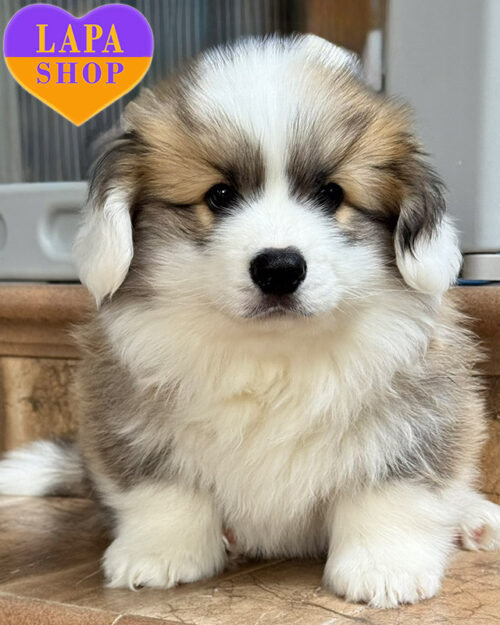 рудо-білий вельш коргі пемброк