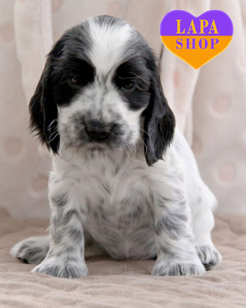 Alice — очаровательная красавица породы английский кокер-спаниель