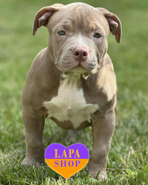 американский булли покет