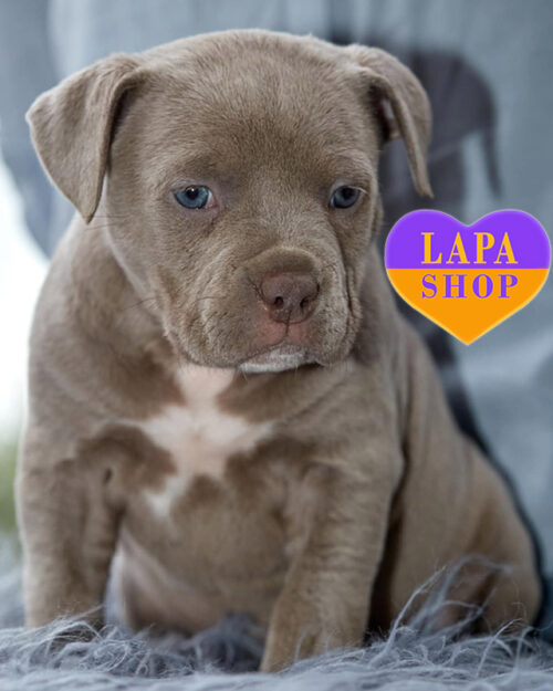 американський буллі лілового забарвлення