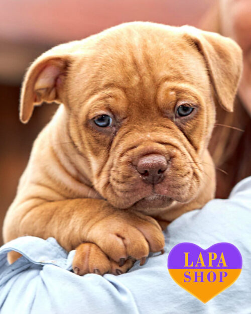 американський буллі шоколадного забарвлення