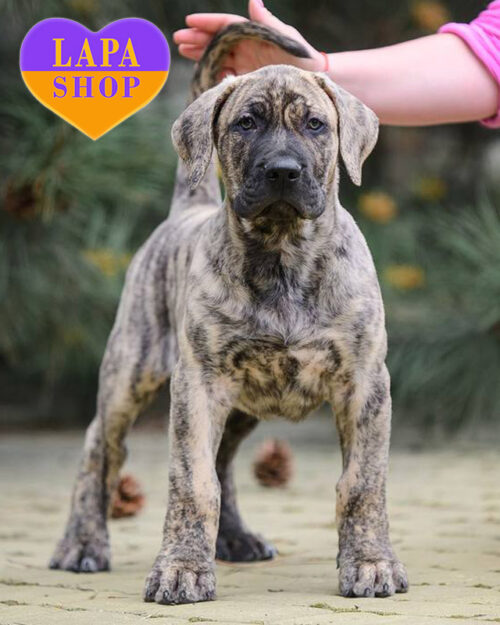 канарський дог тигрового забарвлення