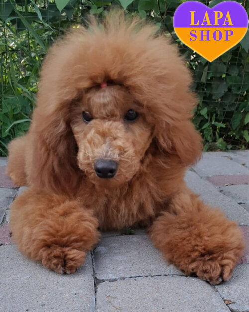 пудель миниатюрный