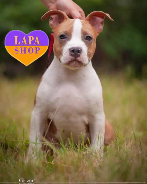 американський стаффордширський терʼєр