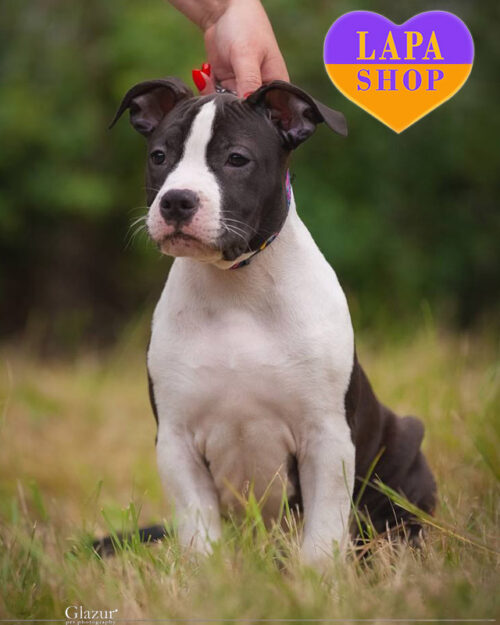 американський стаффордширський терʼєр