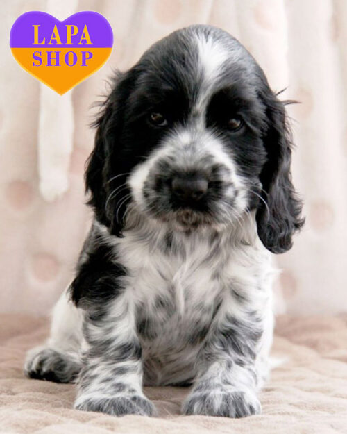 англійський кокер спанієль