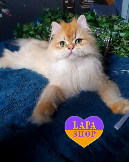 чорна золота британська довгошерста