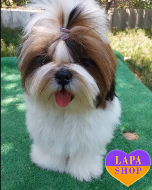 рудо-біле ши-тцу