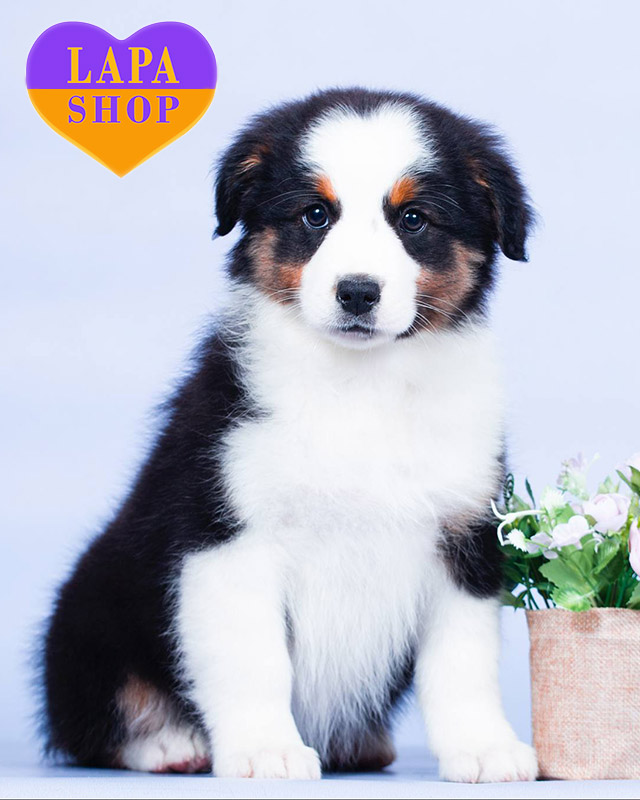 австралийская овчарка (аусси) триколорного окраса