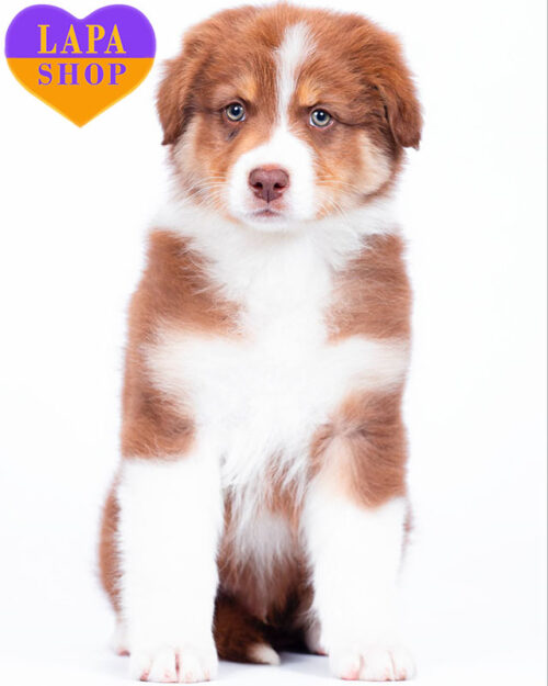 австралійська вівчарка (ауссі) триколорного забарвлення