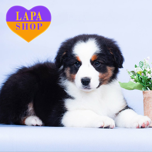 Australian-Shepherd-02