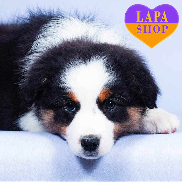 Australian-Shepherd-03