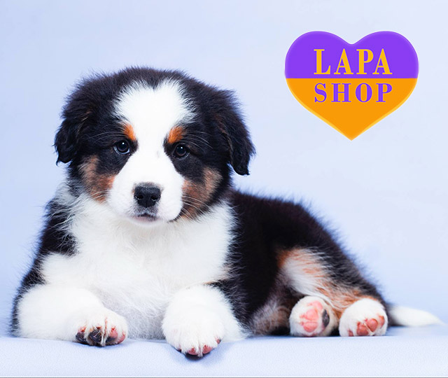 Australian-Shepherd-04