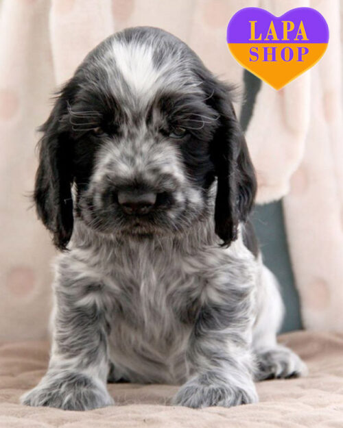 английский кокер спаниель