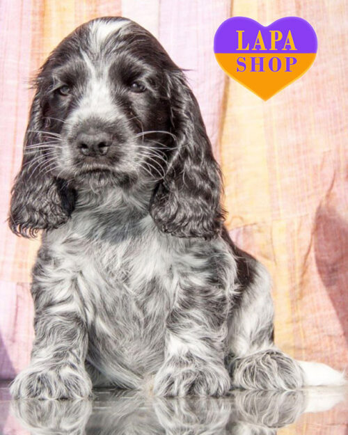 английский кокер спаниель черного роан окраса