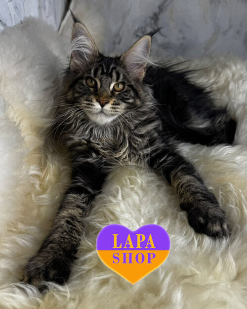 чорна мармурова мейн-кун