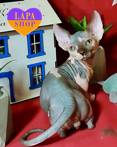 голубой биколор бамбино