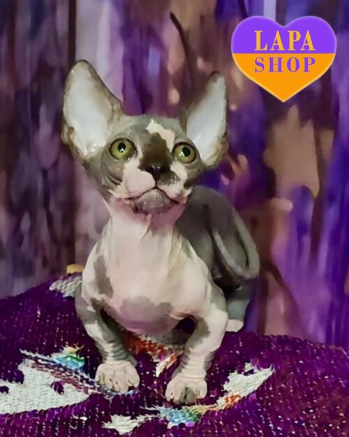 черный биколор бамбино