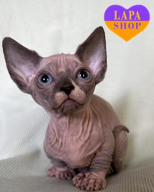 бамбино черный минк