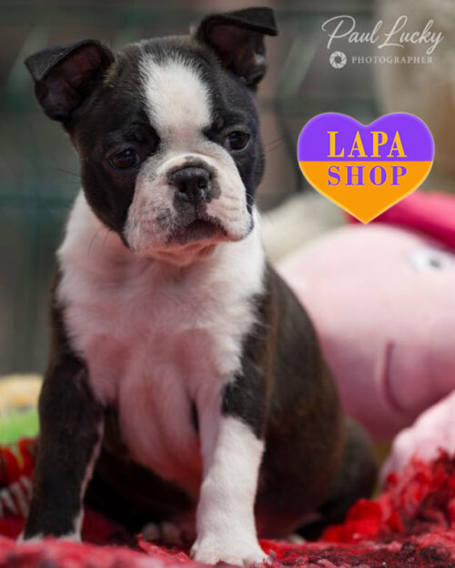 тигрово-білий бостон тер'єр